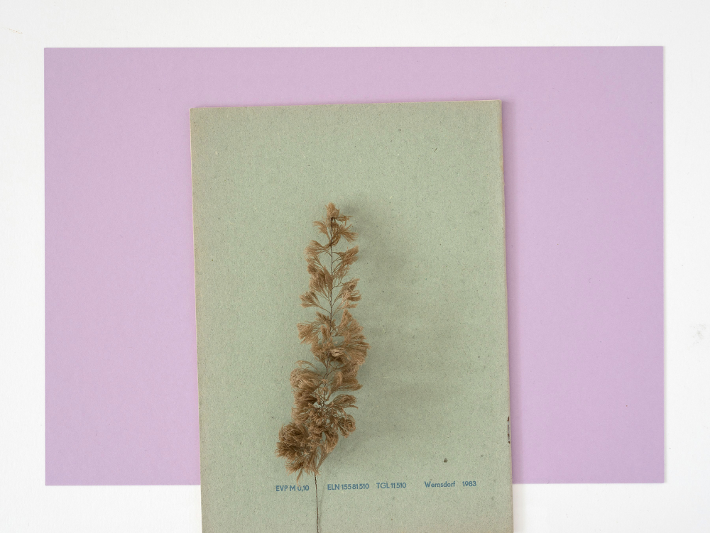 Find, No.105 [Sertularia cupressina], 2021