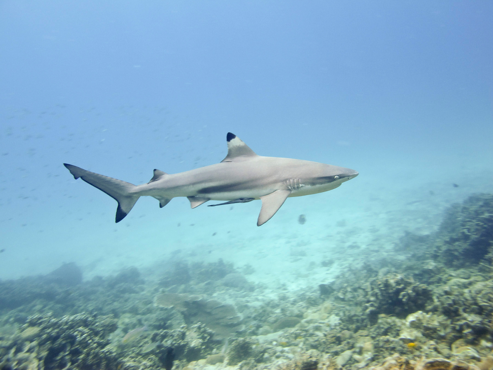 Black tip shark, Coral bay, Pulau Perhentian Kecil, Malaysia