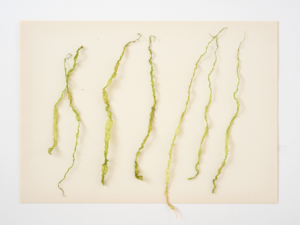 Find, No.133 [Ulva intestinalis], 2022