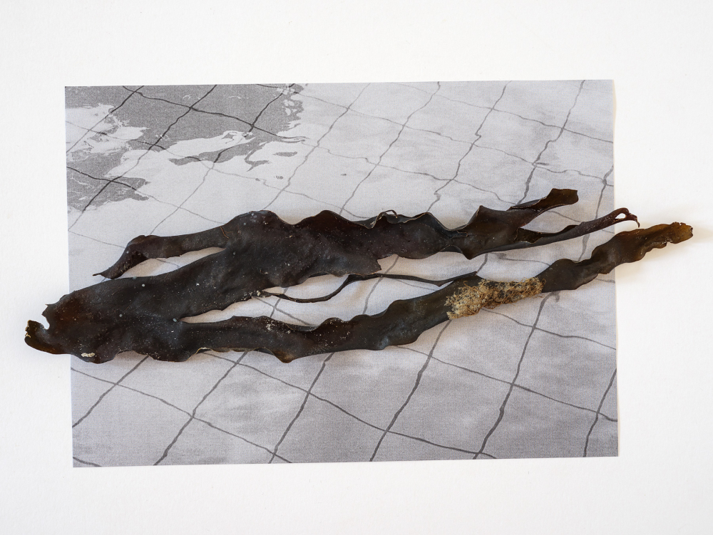 Find, No.161 [Laminaria digitata], 2023