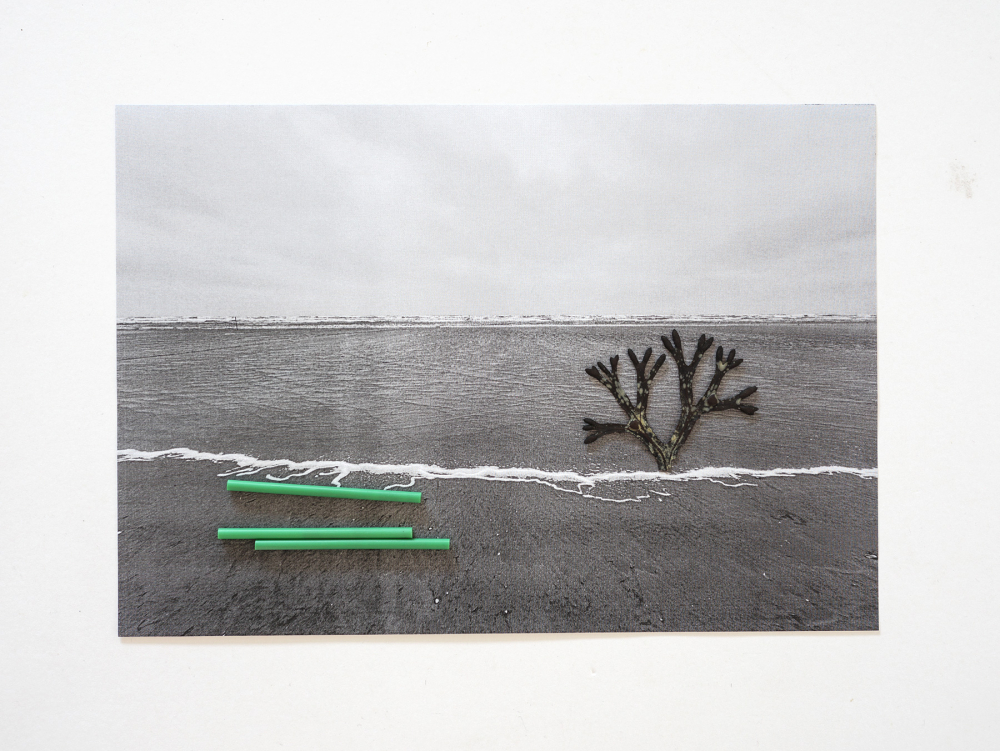Find, No.166 [Fucus ceranoides, Tubes], 2023