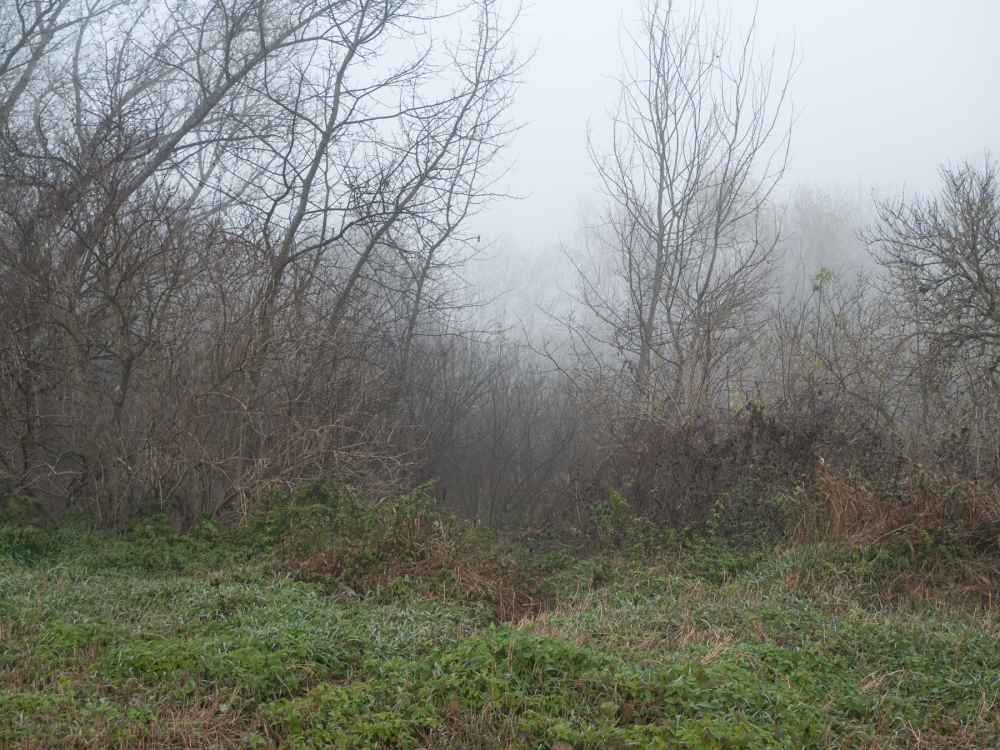 Nebel