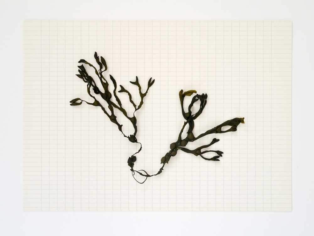 Find, No.21 [Fucus vesiculosus], 2016