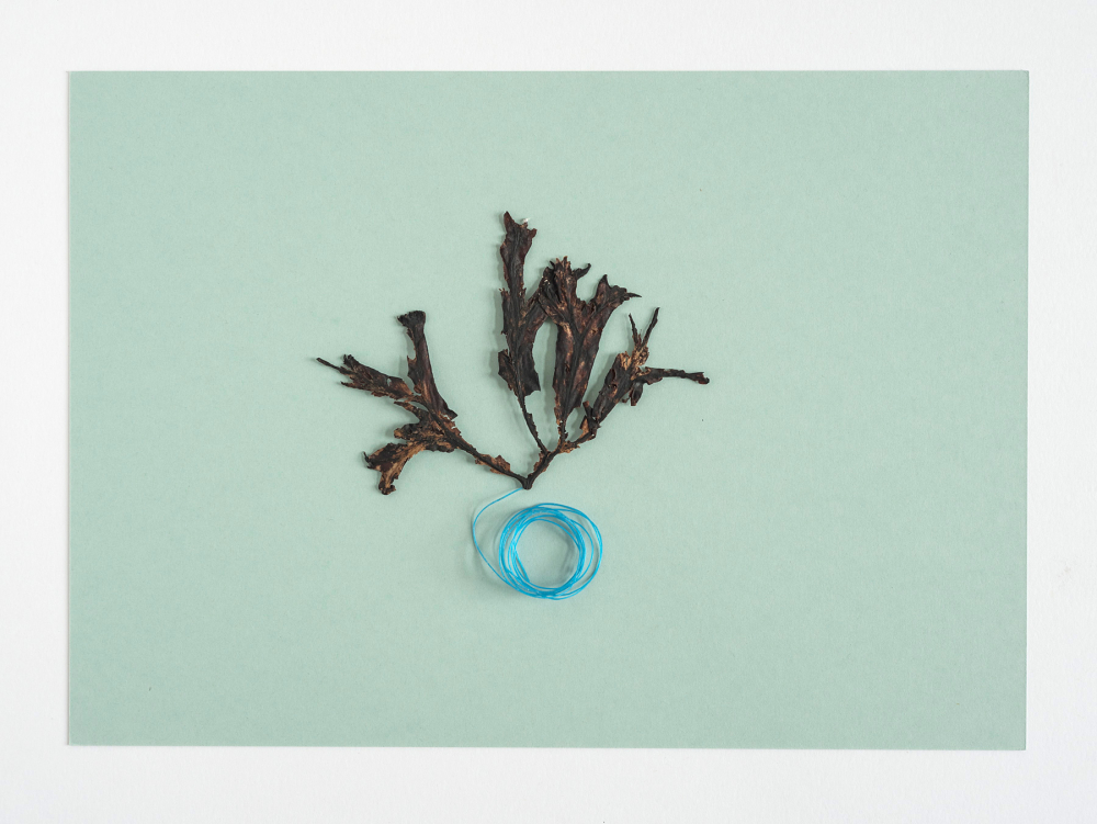 Find, No.63 [Fucus vesiculosus var. mytili, fishing net], 2019